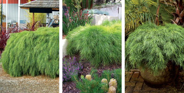 Acacia 'Limelight' 6" Pot - Image 3