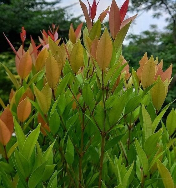Acmena smithii minor Dwarf Lilly Pilly foliage green leaves with orange red tips
