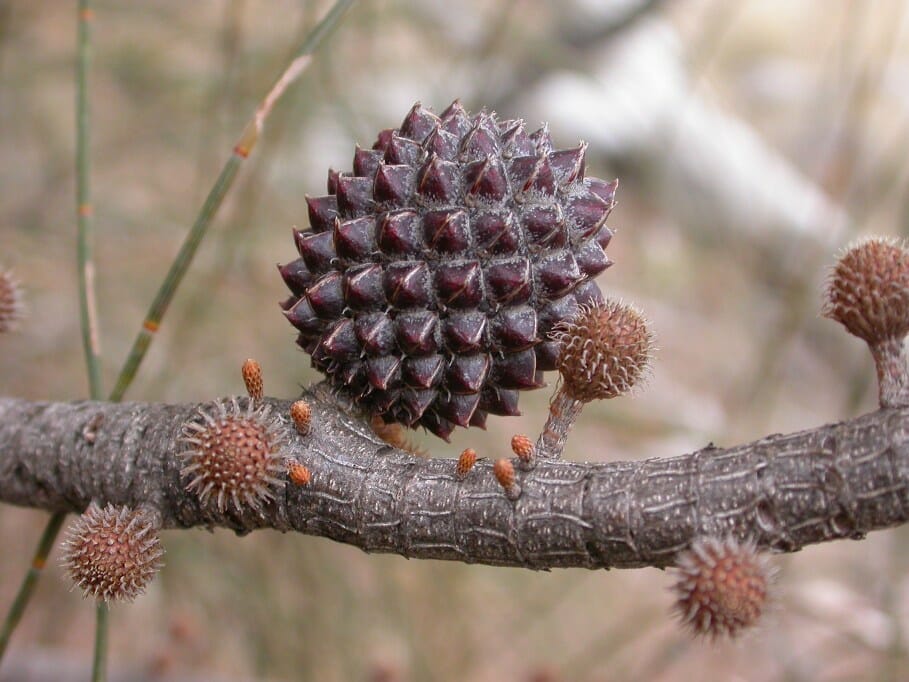 Allocasuarina 'Drooping She-Oak' - Image 2