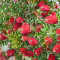 The Callistemon 'Crimson' Bottlebrush in a 6" pot features vibrant red bottlebrush flowers with elongated, spiky petals and lush green leaves.