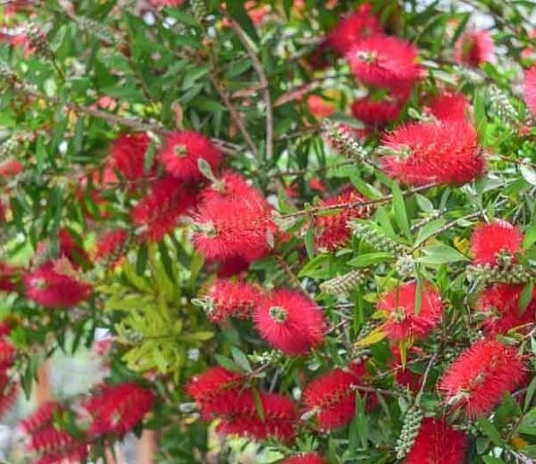 The Callistemon 'Crimson' Bottlebrush in a 6" pot features vibrant red bottlebrush flowers with elongated, spiky petals and lush green leaves.