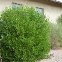 Lush green Dodonaea 'Mr Green Sheen' 10" Pot in front of a beige stucco house with two visible windows.