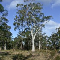 A group of Eucalyptus 'White Peppermint Gum' 10" Pot trees in a field.