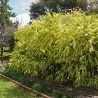 A Acacia 'Gossamer Wattle' 10" Pot bush in the middle of a yard.