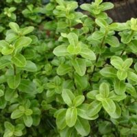 Close-up of green marjoram herbs with rounded, small leaves. The plant grows densely with leaves arranged in pairs along the stems, reminiscent of the compact growth seen in Pittosporum 'Green Pillar' varieties.