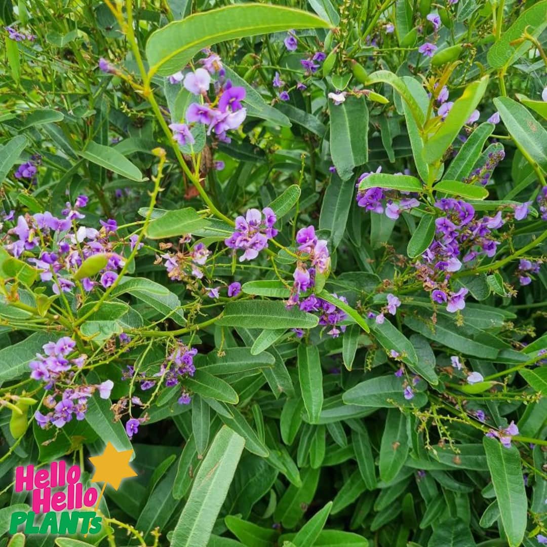 Hardenbergia 'Happy Wanderer' - Image 3