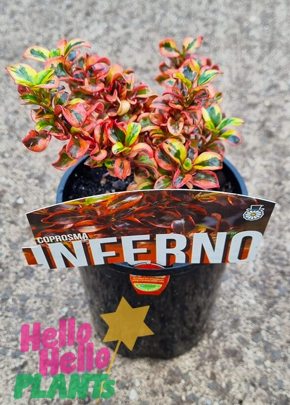 Hello Hello Plants Coprosma ‘Inferno’ PBR 6in Pot