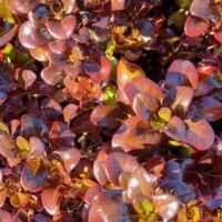 Close-up of dense, glossy, reddish-brown foliage on Coprosma 'Karo Red', a low-growing plant with sunlight accentuating the shiny leaves and rich texture.