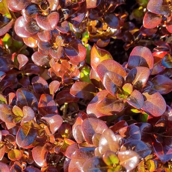 Close-up of dense, glossy, reddish-brown foliage on Coprosma 'Karo Red', a low-growing plant with sunlight accentuating the shiny leaves and rich texture.