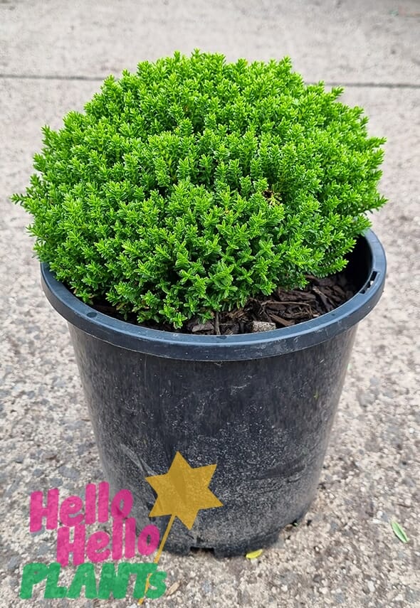 Hello Hello Plants Hebe ‘Emerald Green’ 8in Pot