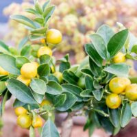 Citrus Lemon ‘Lemonicious’ grows small, flavourful lemons on a compact, glossy-leaved tree—perfect for outdoor gardens or patios in a 10" pot. Enjoy home-grown citrus with this easy-care Lemonicious plant!.