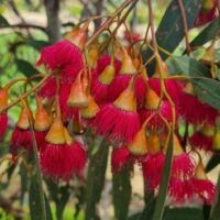 Bright red, fringed clusters of flowers hang from the branches of Eucalyptus 'Euky Dwarf Gum', contrasting beautifully with its slender green leaves.