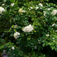 Murraya 'Orange Jessamine' is a dense green bush with glossy leaves and clusters of small white flowers.