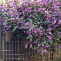 A dense cluster of Hardenbergia 'Happy Wanderer' vines climbs a metal wire trellis on a corrugated metal fence, featuring green leaves and abundant small purple flowers.