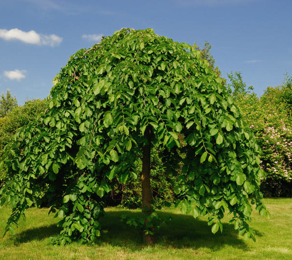 Weeping Mulberry Tree