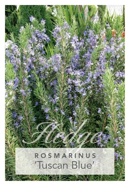 A lush Rosmarinus 'Tuscan Blue' Rosemary 10" Pot with small purple flowers, labeled "Rosmarinus 'Tuscan Blue'," flourishing in an outdoor garden setting.