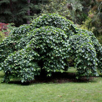 Ulmus glabra 'Weeping Elm' 16" Pot