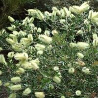 Callistemon 'Willow Bottlebrush' (White)