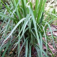 A Dianella 'Goddess' PBR 6" Pot with long green leaves in the woods.