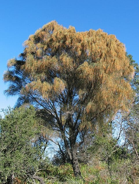 Allocasuarina 'Drooping She-Oak' - Image 4