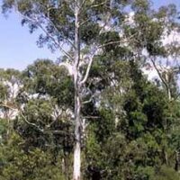 An Eucalyptus 'River Peppermint Gum' 10" Pot tree in the middle of a field.