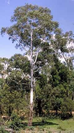 An Eucalyptus 'River Peppermint Gum' 10" Pot tree in the middle of a field.