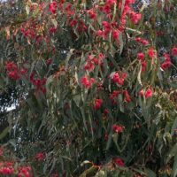A tree with red flowers and green leaves.