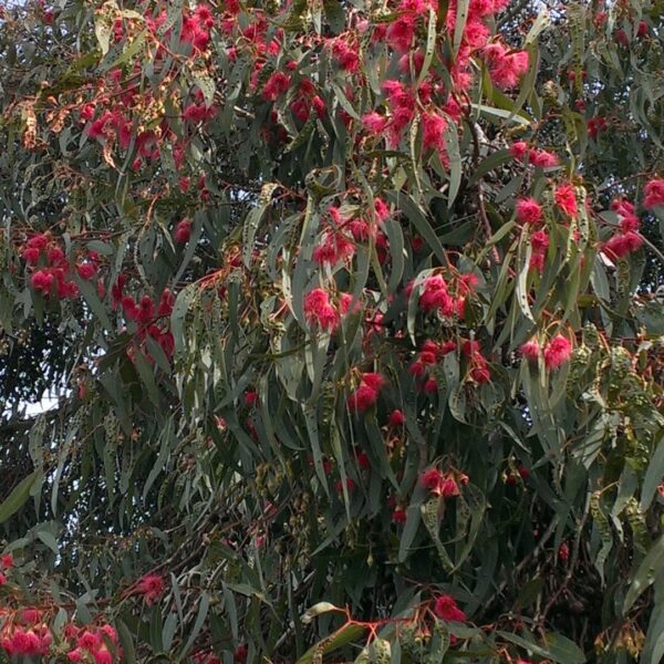 A tree with red flowers and green leaves.