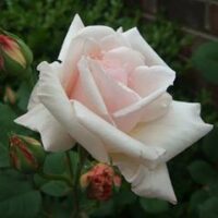 Rose 'Ophelia' Climber