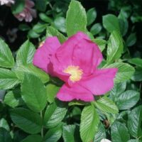 Rose 'Rugosa Scabrosa' Bush Form