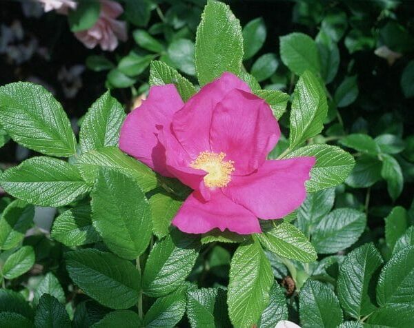 Rose 'Rugosa Scabrosa' Bush Form