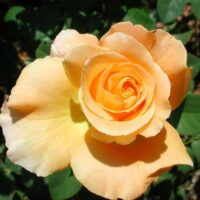 A Rose 'Whisky' 3ft Standard (Bare Rooted) is blooming in a garden.