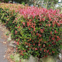 Bushes on the side of the road.