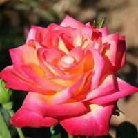 Rose 'Baronne de Rothschild'