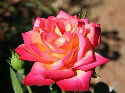 Rose 'Baronne de Rothschild'