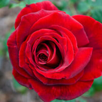 A close up of a Rose 'Tatjana' Bush Form (Bare Rooted) plant.