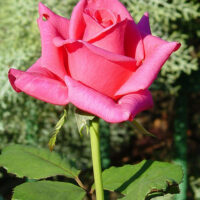 Rose 'Pink Kardinal'