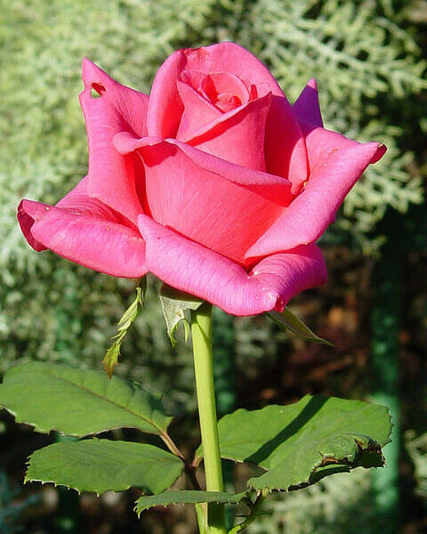 Rose 'Pink Kardinal' 2ft Standard