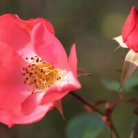 Rose 'Coral Meidiland' 6ft Weeper