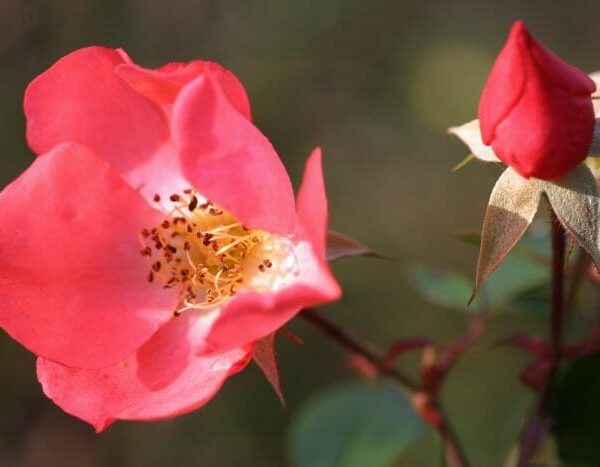 Rose 'Coral Meidiland' 6ft Weeper