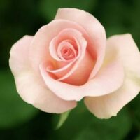 Rose ‘First Love’ Bush Form