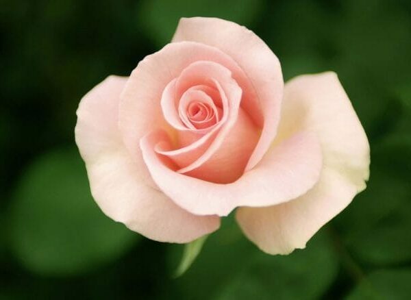 Rose ‘First Love’ Bush Form