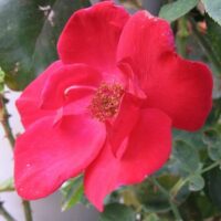 A Rose 'Altissimo' Climber *Premium* in a pot with green leaves.