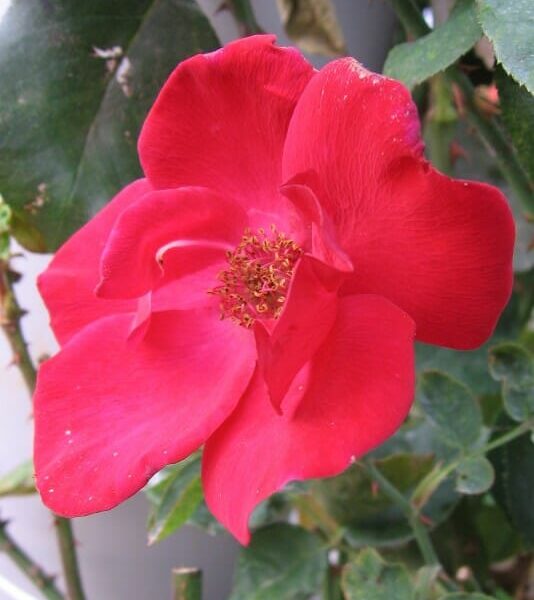 A Rose 'Altissimo' Climber *Premium* in a pot with green leaves.