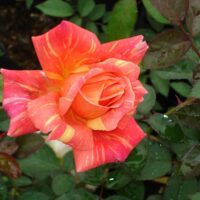 A red and orange Rose 'Anvil Sparks' Bush Form (Bare Rooted) is blooming in a garden.