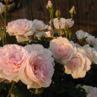 Rose 'Chaucer' (David Austin) Bush Form