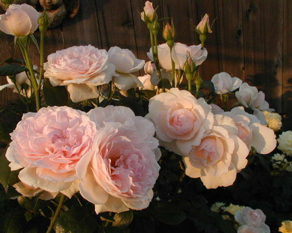 Rose 'Chaucer' (David Austin) Bush Form