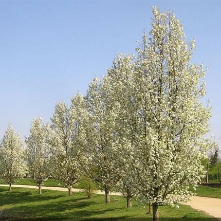 Row of blooming Pyrus 'Cleveland' Ornamental Pear trees in a park on a sunny day.