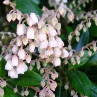 A Clethra 'Lily of the Valley' Tree 13" Pot with white flowers and green leaves.