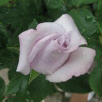 Rose 'Lagerfeld' Bush Form